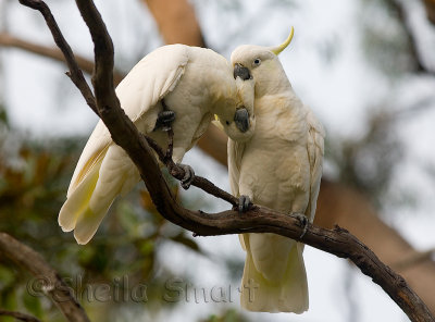 Two cockatoos preening