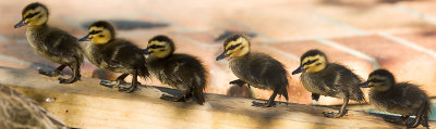 Ducklings banner