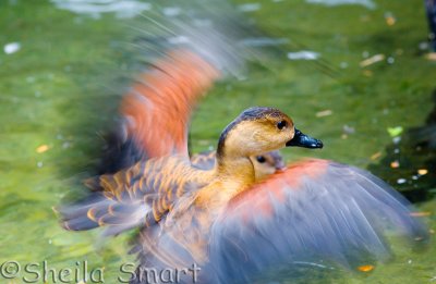 Duck in motion 