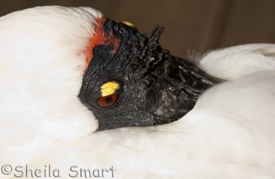 Spoonbill close up