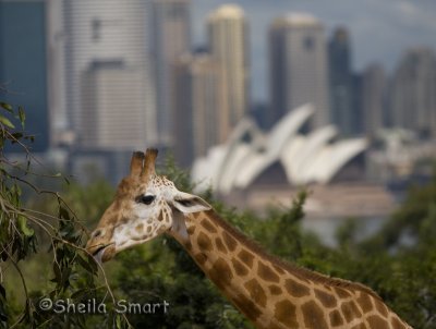 Giraffe with Opera House backdrop