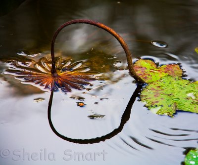Dead plant in water reflection