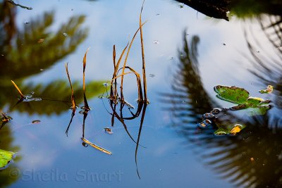 Reeds at Botanic Gardens