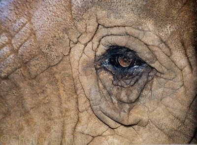 African elephant's eye close