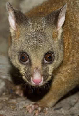 Male brushtail possum - Australian marsupial