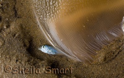 Fish and jellyfish