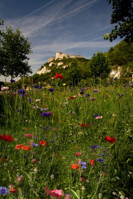 Chateau Gaillard with wildflowers