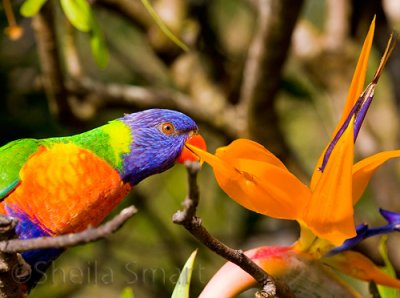 Rainbow lorikeet and bird of paradise/strelitzia