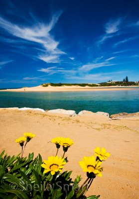 Narrabeen daisies