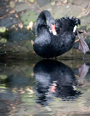 Black swan reflection 