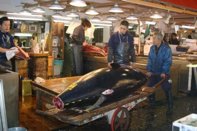 TSUKIJI FISH MARKET - HEAVY WEIGHT CHAMPION.JPG