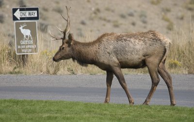 Elk going the right way _2074.jpg