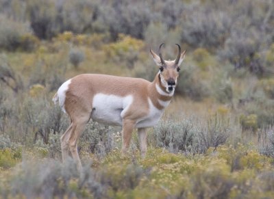 Pronghorn Antelope 2107.jpg