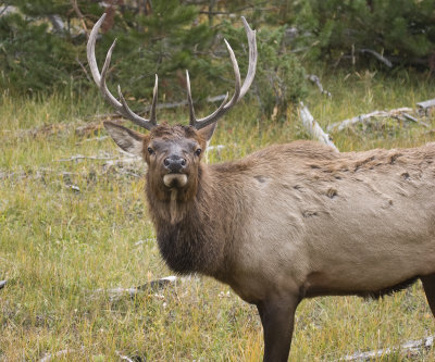 Bull Elk 2112.jpg