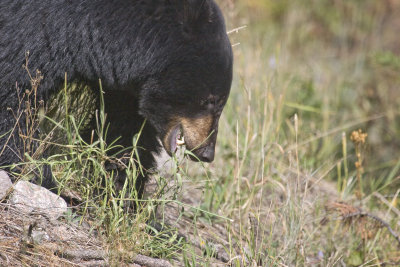 Yellowstone Bear_2157.jpg