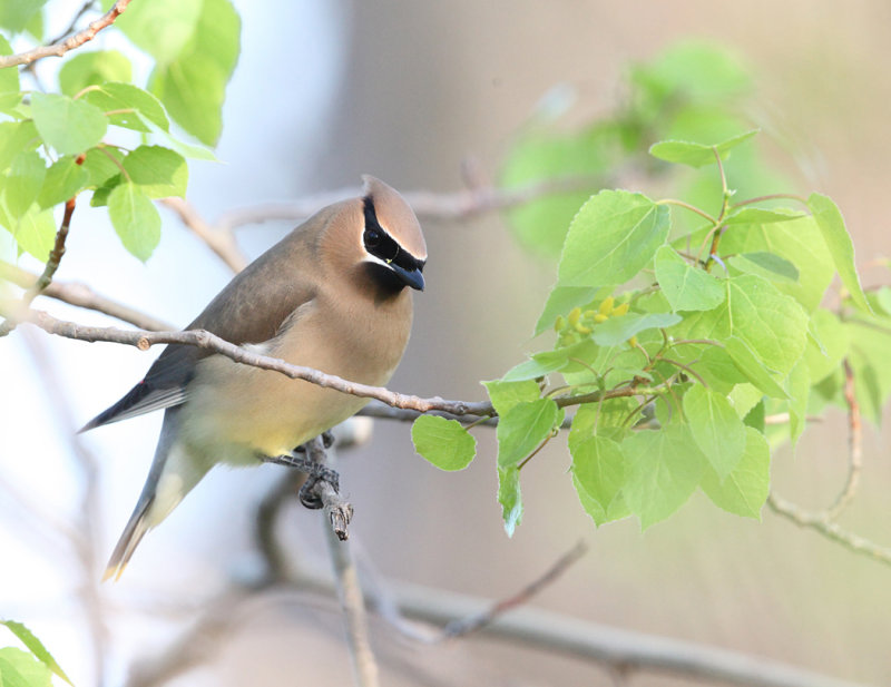 Cedar Waxwing - Bombycilla cedrorum 