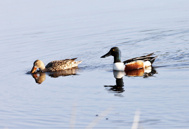 Northern Shoveler - Anas clypeata