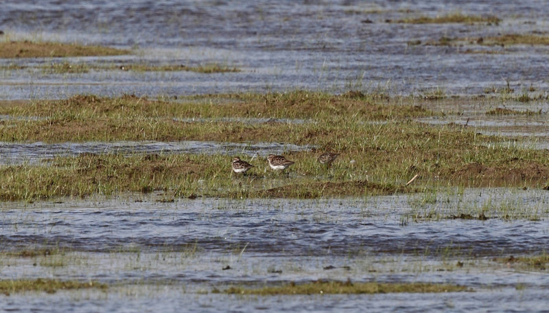 Least Sandpipers - Calidris minutilla 