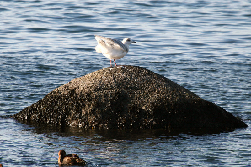 Black-headed Gull