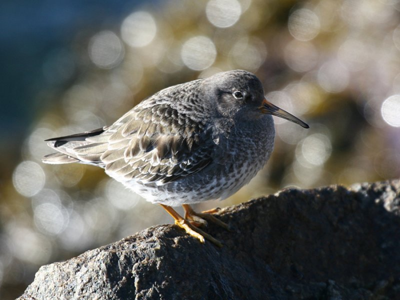 Purple Sandpiper - Calidris maritima