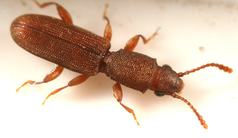 Cathartosilvanus imbellis