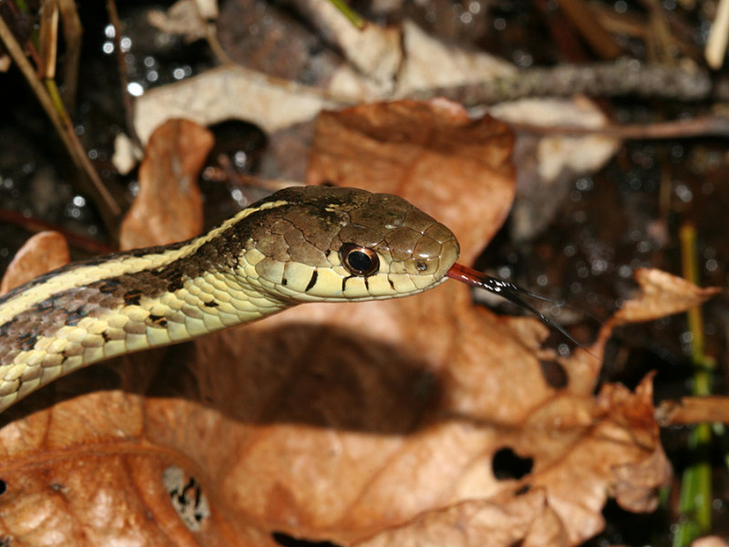 Garter Snake - Thamnophis sirtalis