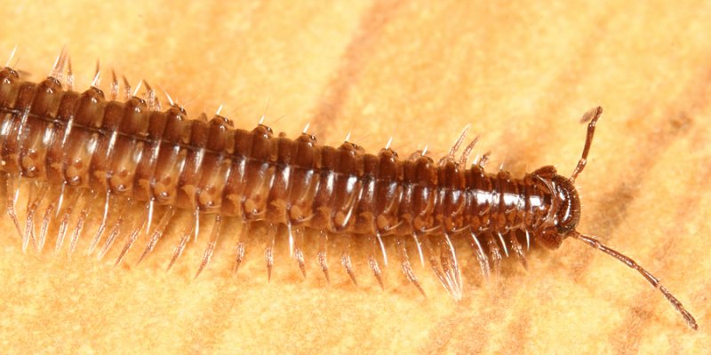 Conotylidae - Conotyla blakei