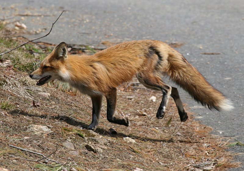 Red Fox - Vulpes vulpes