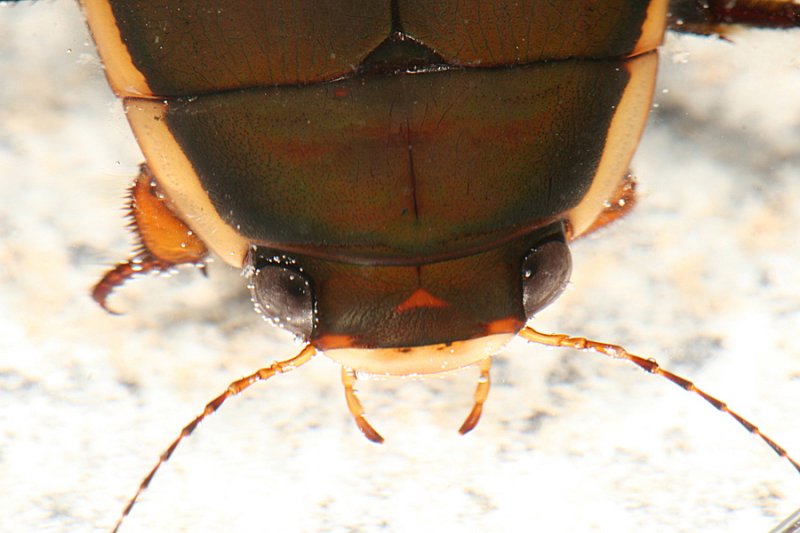 Vertical Diving Beetle - Dytiscus verticalis