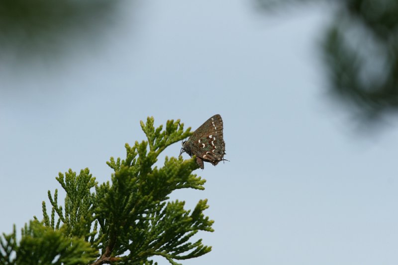 Hessels Hairstreak - Callophrys hesseli