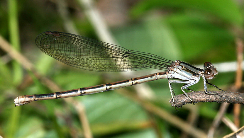 Variable Dancer - Argia fumipennis (female)