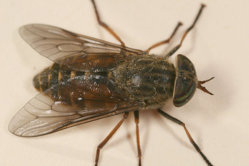 Hybomitra epistates