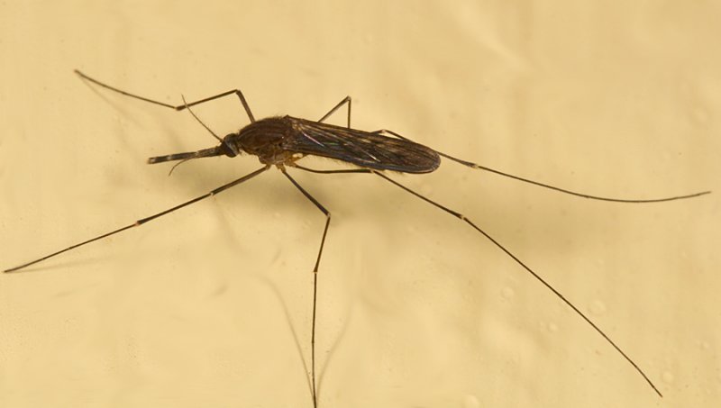 Anopheles walkeri