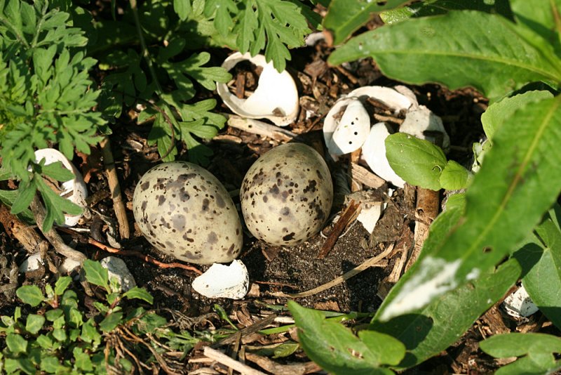 Common Tern - Sterna hirundo  (eggs)