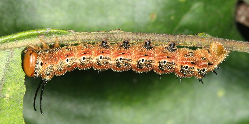 7723 - Pink-striped Oakworm - Anisota virginiensis virginiensis