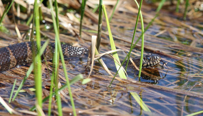 Northern Watersnake - Nerodia sipedon