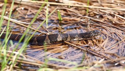 Northern Watersnake - Nerodia sipedon