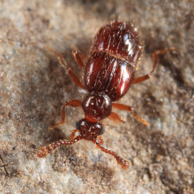 Decarthron longulum (female)