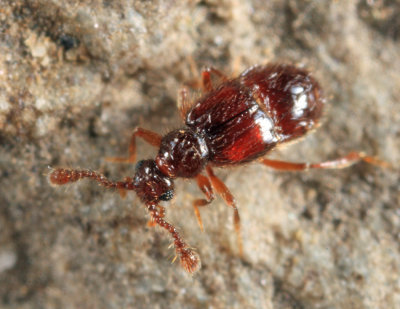 Decarthron longulum (female)