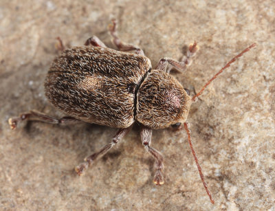 Hairy Leaf Beetle - Glyptoscelis pubescens