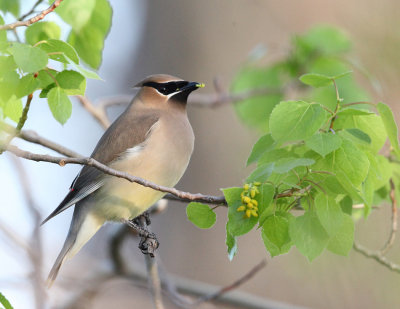 Cedar Waxwing - Bombycilla cedrorum