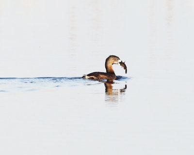 Pied-billed Grebe - Podilymbus podiceps