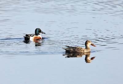 Northern Shoveler - Anas clypeata 