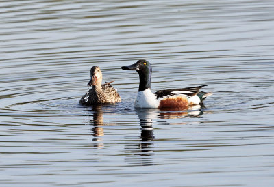 Northern Shoveler - Anas clypeata