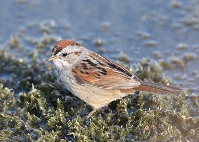 Swamp Sparrow - Melospiza georgiana