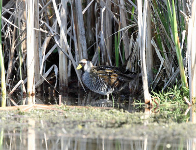 Sora - Porzana carolina