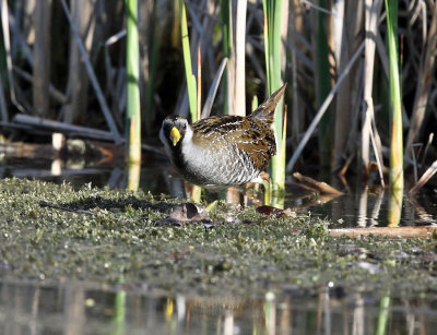 Sora - Porzana carolina