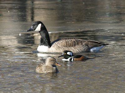 Hooded Merganser, Canada Goose, and Gadwall