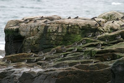 65 Purple Sandpipers - Calidris maritima