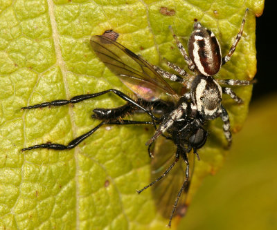 Pelegrina proterva (eating a March Fly)